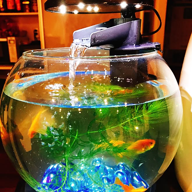 壁金魚鉢を使用することの長所と短所