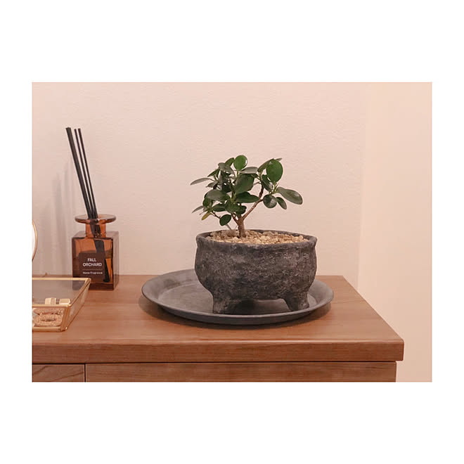 観葉植物 リビング 観葉植物のある暮らし 観葉植物 パンダガジュマル ガジマル などのインテリア実例 08 09 18 14 29 Roomclip ルームクリップ