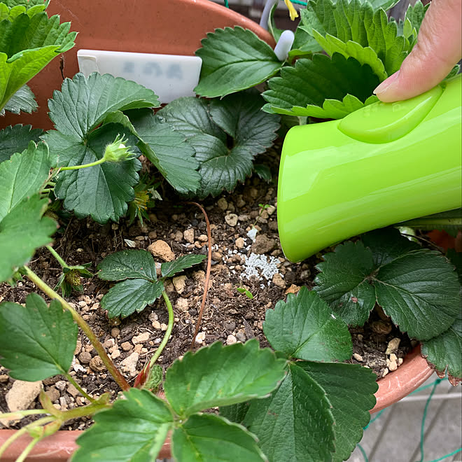 試してみる 土にまくだけ害虫退治オールスター アースガーデン 害虫対策 植物のある暮らし などのインテリア実例 04 24 14 58 19 Roomclip ルームクリップ