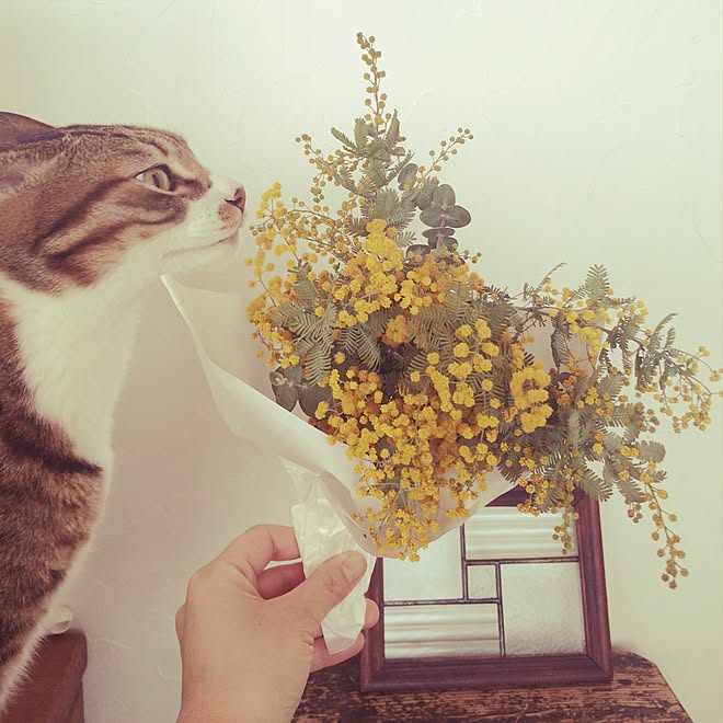 壁/天井/ねこのいる風景/古物/暮らし/お花のある暮らし...などのインテリア実例 - 2016-03-08 10:34:59