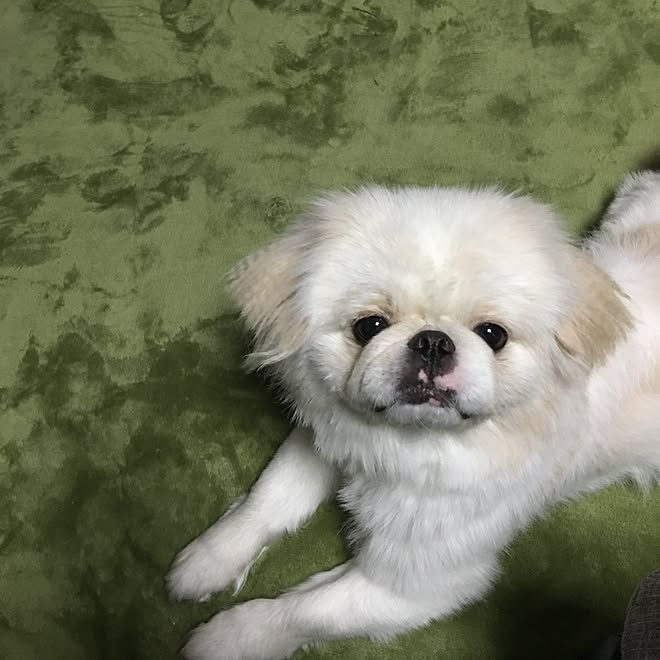 リビング ミックス犬 狆 ペキニーズ 愛犬と暮らす家 などのインテリア実例 16 04 04 19 38 55 Roomclip ルームクリップ