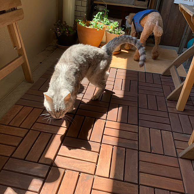 コロナ対策/ねこのいる風景/ウッドパネル/IKEA/ベランダなどの 