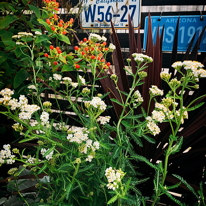 白い花 セイヨウノコギリソウ ヤロウ ハーブ Gardening などのインテリア実例 06 24 21 21 26 Roomclip ルームクリップ