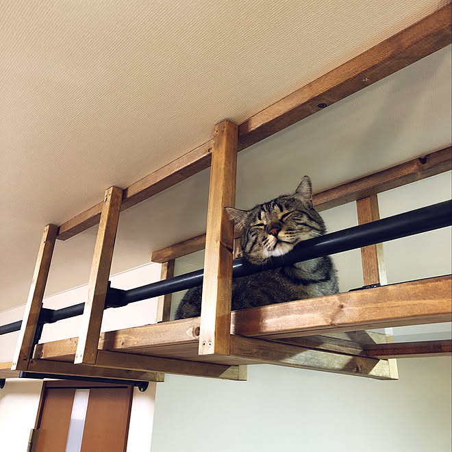 猫スペース/猫のいる暮らし/キャットウォークDIY/DIY/イレクターパイプ