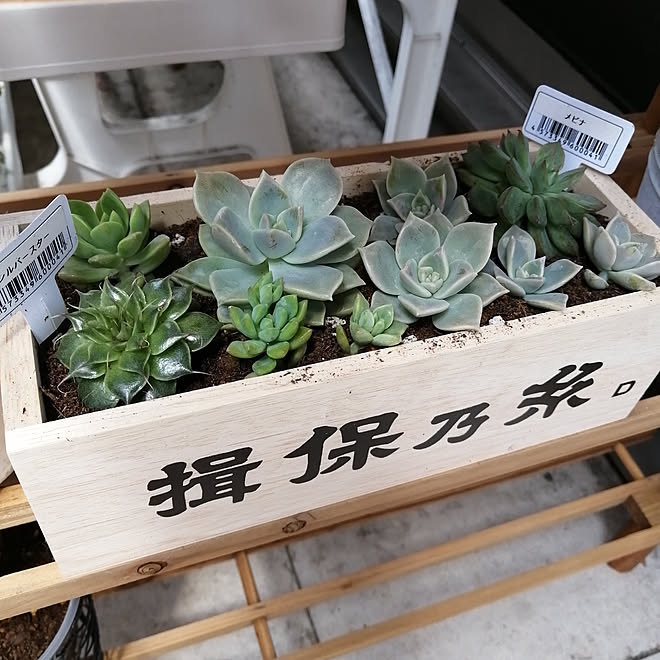 玄関/入り口/多肉植物のある暮らし/多肉植物/多肉バカ♡/多肉寄せ植え&hellip;などのインテリア実例 20200527 110443