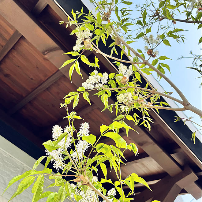 落葉樹 春 白い花 アオダモ シンボルツリー などのインテリア実例 22 04 04 52 50 Roomclip ルームクリップ