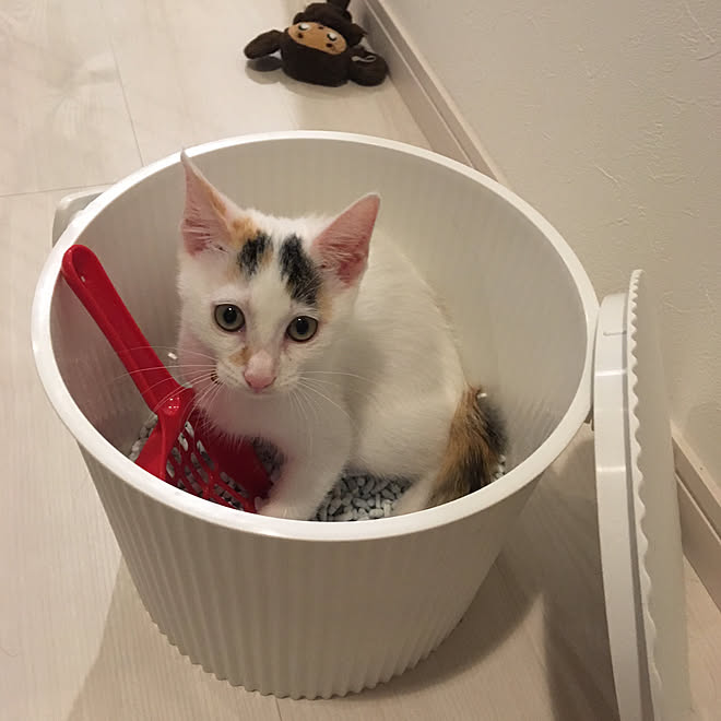 収納ボックス ねこのいる日常 猫砂収納のインテリア実例 17 10 08 00 41 36 Roomclip ルームクリップ
