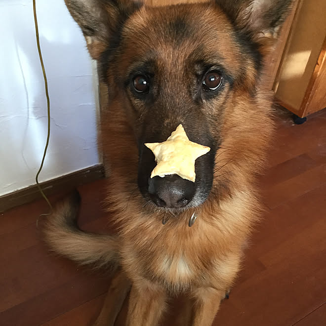 ジャーマンシェパード 犬との生活 犬との暮らし ベジタリアン ナチュラルのインテリア実例 18 01 14 09 09 32 Roomclip ルームクリップ