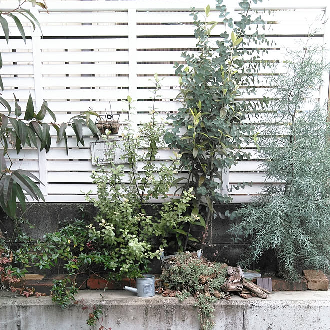 玄関 入り口 花のある暮らし ブルーアイス ユーカリのインテリア実例 03 10 19 56 02 Roomclip ルームクリップ