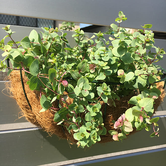 ハンギングバスケット オレガノケントビューティー ガーデニング初心者 花のある暮らし グリーンのある暮らし などのインテリア実例 18 05 14 09 30 23 Roomclip ルームクリップ