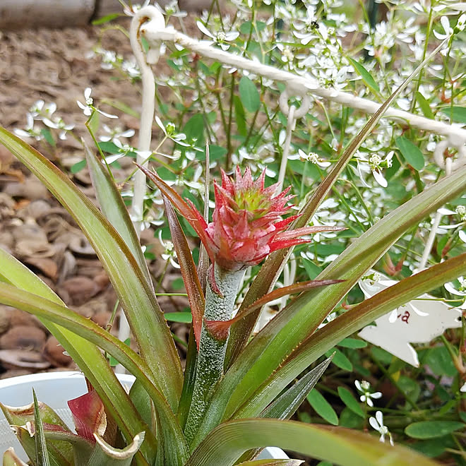 玄関 入り口 花パイン サンゴパイン サンゴパインの花芽 花芽が出た のインテリア実例 18 10 08 14 47 35 Roomclip ルームクリップ 玄関 入り口 花パイン サンゴパイン サンゴパインの花芽 花芽が出た のインテリア実例 18 10 08 14 47 35 Roomclip ルームクリップ