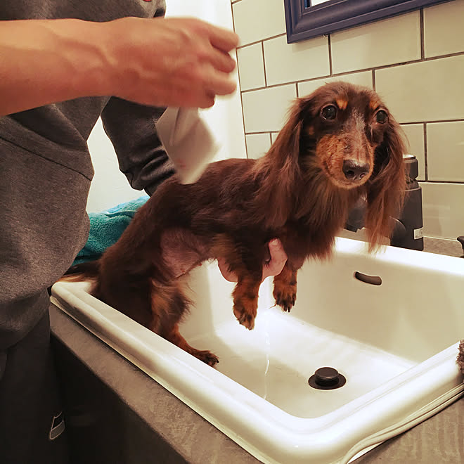バス トイレ ブラッシングは嫌い犬 お風呂大好き犬 洗面ボウル 洗面所 などのインテリア実例 17 12 11 22 29 51 Roomclip ルームクリップ バス トイレ ブラッシングは嫌い犬 お風呂大好き犬 洗面ボウル 洗面所 などのインテリア実例 17 12 11 22 29 51 Roomclip ルームクリップ