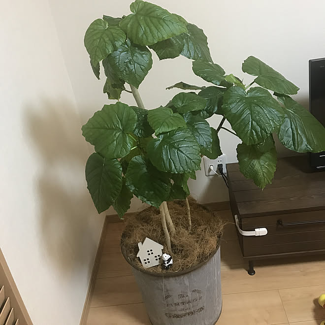 鉢上げ No Green No Life ウンベラータ 観葉植物 リビングのインテリア実例 19 07 06 23 47 51 Roomclip ルームクリップ