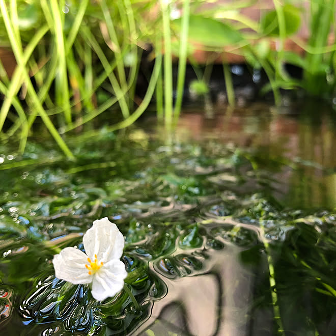 アナカリスの花 ミナミヌマエビ メダカ ビオトープ アナカリス などのインテリア実例 07 17 15 42 52 Roomclip ルームクリップ