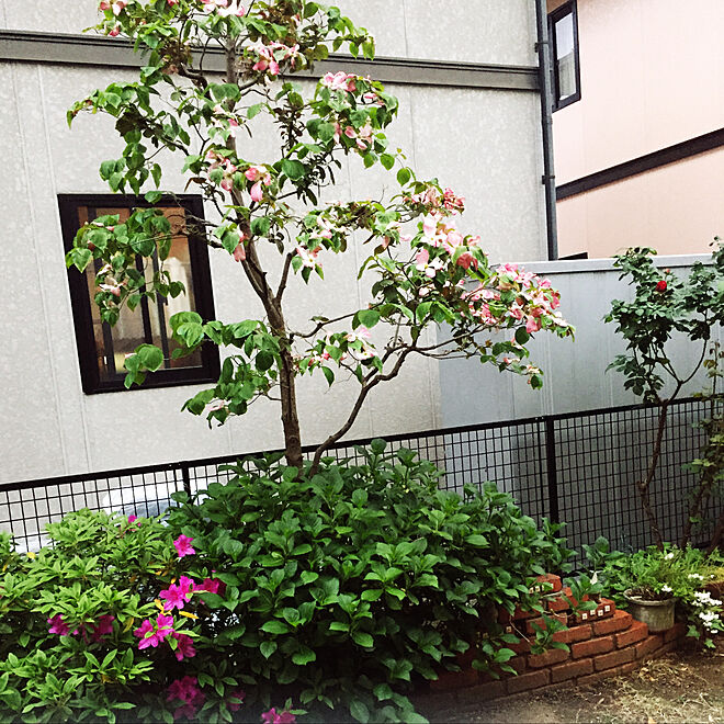 玄関 入り口 紫陽花 ハナミズキ 庭づくり中 寄せ植え などのインテリア実例 18 04 28 14 16 Roomclip ルームクリップ