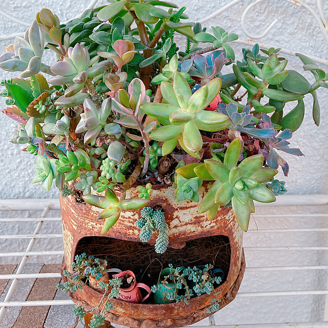 タニラー ガーデニング 広島タニラー 広島たにらー お金をかけずにインテリア などのインテリア実例 21 10 07 21 34 30 Roomclip ルームクリップ