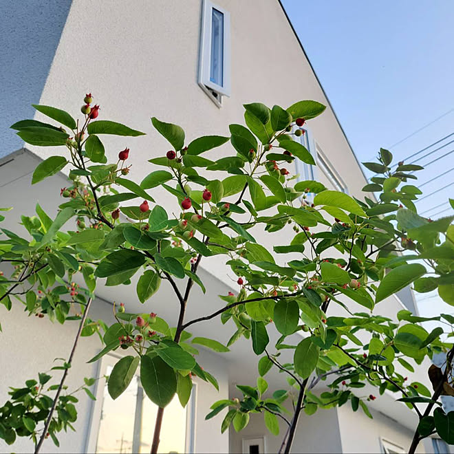 ジューンベリーの実 ジューンベリー 玄関 入り口 外壁白 シンボルツリーのインテリア実例 05 24 23 29 51 Roomclip ルームクリップ