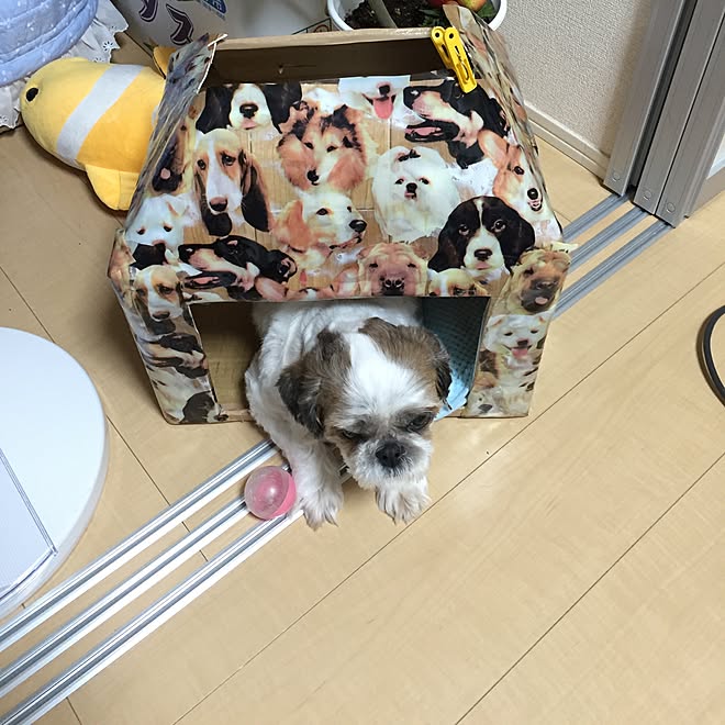 デブ ハウステュピの シーズー犬 段ボールで犬小屋のインテリア実例 16 09 15 19 14 47 Roomclip ルームクリップ