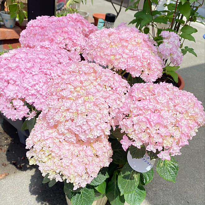 大栄花園 ブリーディングセレクション 紫陽花 母の日プレゼント 小さな花壇 などのインテリア実例 21 05 24 15 43 Roomclip ルームクリップ