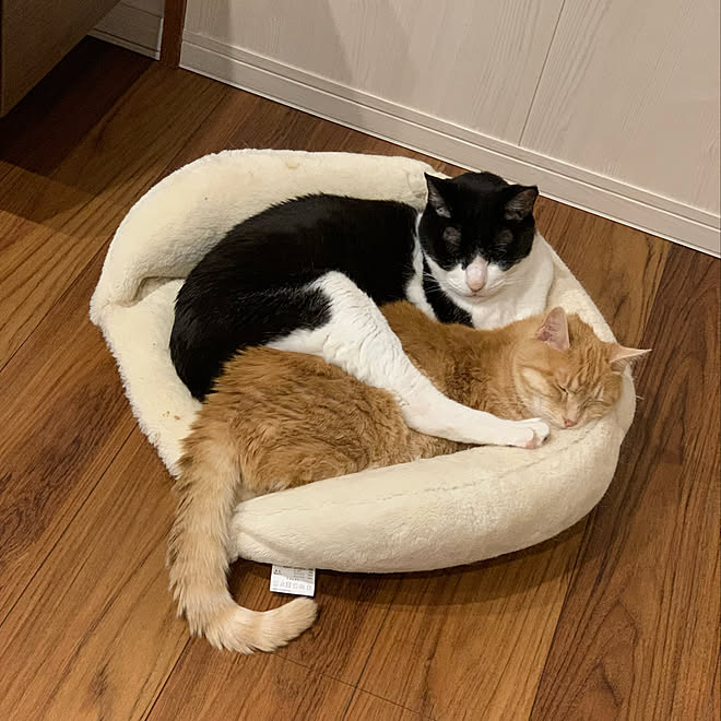 猫 ペット用壁紙 ねことここちよく暮らす ラシッサdフロア チークf Daikenペット用腰壁 などのインテリア実例 21 10 31 23 06 51 Roomclip ルームクリップ 猫 ペット用壁紙 ねことここちよく暮らす ラシッサdフロア チークf Daikenペット用腰壁 などのインテリア実例 21 10 31 23 06 51 Roomclip ルームクリップ