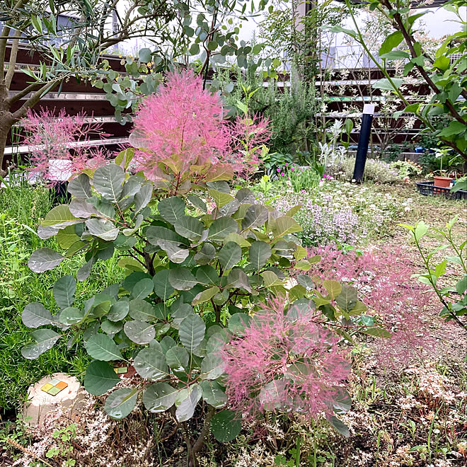 スモークツリー グレース 雨の合間に 5月の庭 お花観察 ガーデニング初心者 などのインテリア実例 21 05 08 49 30 Roomclip ルームクリップ