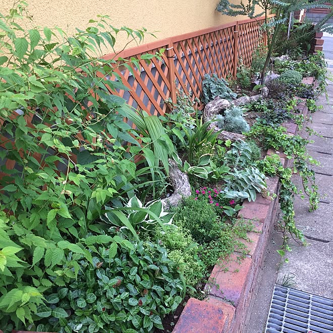 玄関 入り口 ラティス 玄関脇の花壇 グリーンガーデン 花壇作りのインテリア実例 17 06 24 22 00 16 Roomclip ルームクリップ