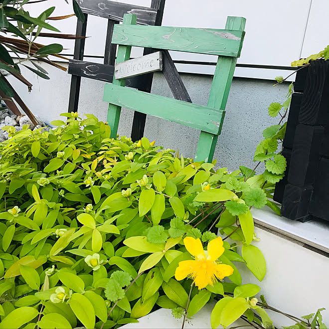 ヒペリカム ゴールドフォーム No Green No Life シンプルにすっきりと暮らす 植物のある暮らし 一番好きな場所 などのインテリア実例 21 06 01 19 04 Roomclip ルームクリップ ヒペリカム ゴールドフォーム No Green No Life シンプルにすっきりと暮らす 植物のある暮らし 一番好きな場所 などのインテリア実例 21 06 01 19 04 Roomclip ルームクリップ