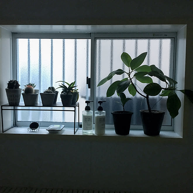 ゴムの木 サボテン いいね フォローありがとうございます 植物のある暮らし 冬越し などのインテリア実例 21 01 10 08 44 39 Roomclip ルームクリップ ゴムの木 サボテン いいね フォローありがとうございます 植物のある暮らし 冬越し などのインテリア実例 21 01 10 08 44 39 Roomclip ルームクリップ