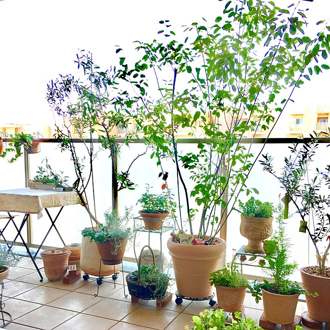 部屋全体 オリーブ ベランダガーデン ジューンベリーの木 ベランダ菜園のインテリア実例 17 06 06 09 08 34 Roomclip ルームクリップ 部屋全体 オリーブ ベランダガーデン ジューンベリーの木 ベランダ菜園のインテリア実例 17 06 06 09 08 34 Roomclip ルームクリップ
