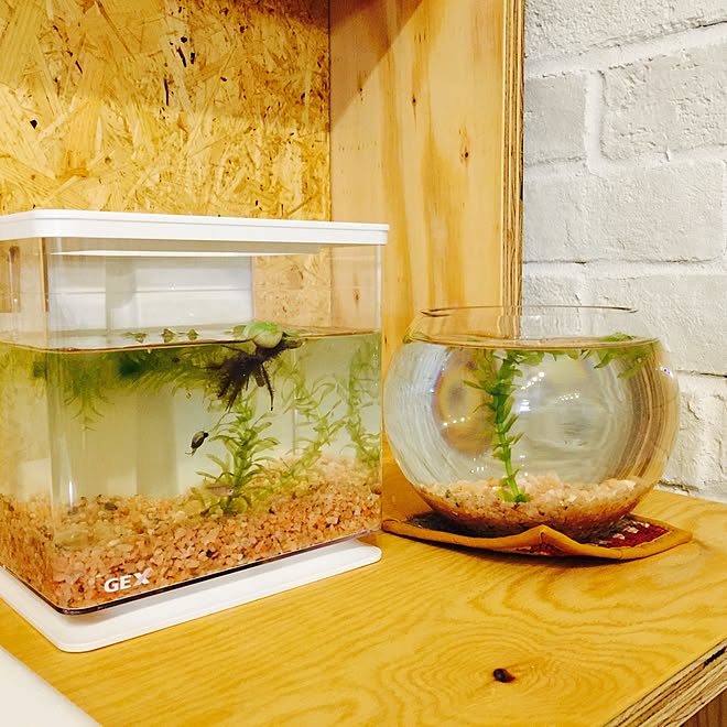 リビング Pcデスクもdiy 楽aqua Gex メダカ などのインテリア実例 15 07 15 23 35 38 Roomclip ルームクリップ