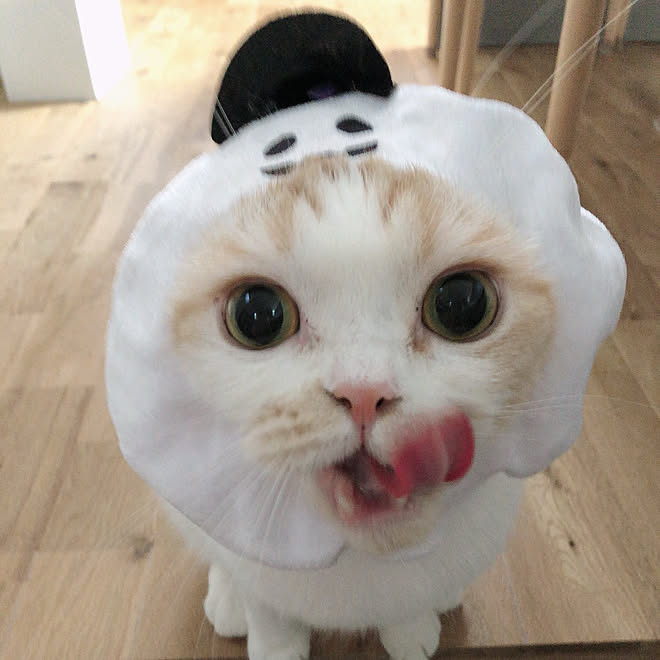 猫 被り物 ハロウィン 猫と暮らす家 猫 ねこのいる日常 などのインテリア実例 22 10 06 14 28 19 Roomclip ルームクリップ
