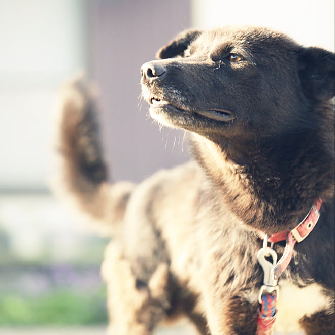 中型犬 黒い犬 いぬのいる暮らし 雑種犬 玄関 入り口のインテリア実例 21 06 03 18 48 Roomclip ルームクリップ