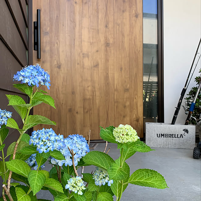 紫陽花 有松 紫陽花 カフェ風 インダストリアル 引き戸 などのインテリア実例 19 06 08 16 54 56 Roomclip ルームクリップ