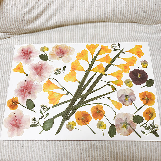 部屋全体 アリッサム アイロンで押し花 ナチュラル ツツジ などのインテリア実例 18 04 12 23 17 35 Roomclip ルームクリップ