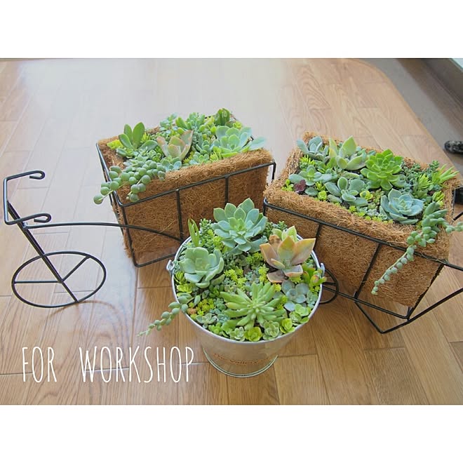 机 No Green No Life 多肉植物 イベント用 ホームセンターで買った入れ物のインテリア実例 15 07 14 47 37 Roomclip ルームクリップ