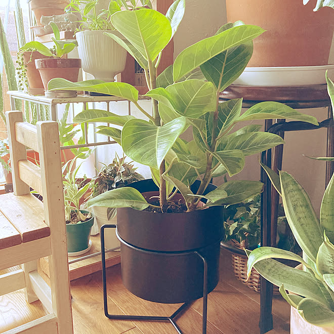 Ikea フィカスアルテシマ 観葉植物 グリーンのある暮らし 植物 などのインテリア実例 21 06 27 09 14 Roomclip ルームクリップ