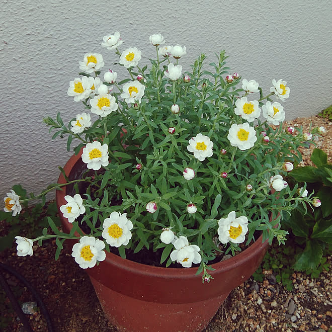 玄関 入り口 花のある暮らし 花かんざし ガーデニング初心者 かわいいのインテリア実例 03 16 13 14 33 Roomclip ルームクリップ