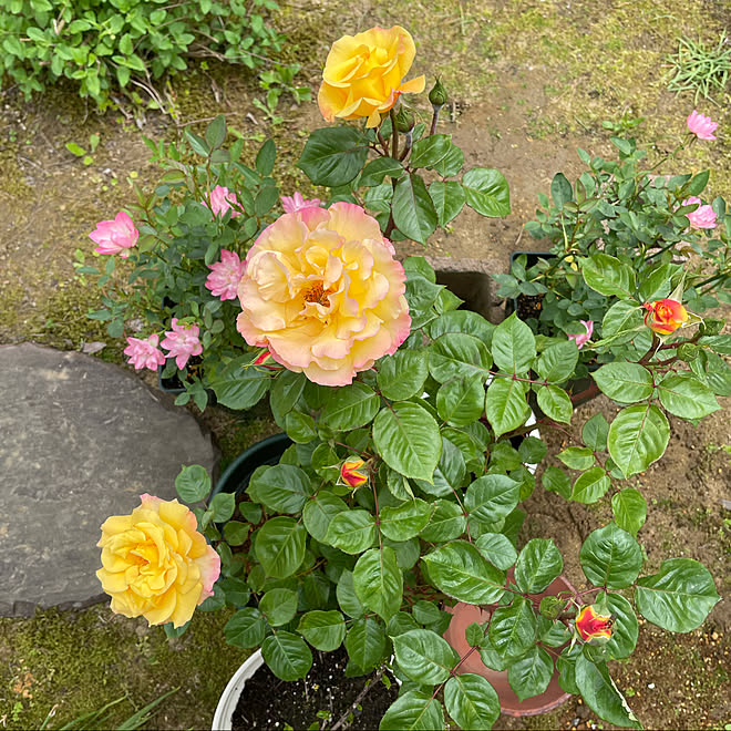 薔薇のある暮らし モナリザ 南向きの庭 快晴 半袖だけど室温22 などのインテリア実例 21 05 14 11 18 10 Roomclip ルームクリップ