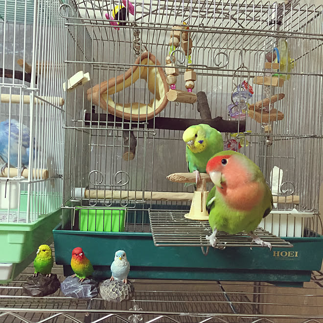 棚/鳥部/鳥/みなさんの素敵なインテリアに癒されてます/コザクラインコ&hellip;などのインテリア実例 20180516 220547
