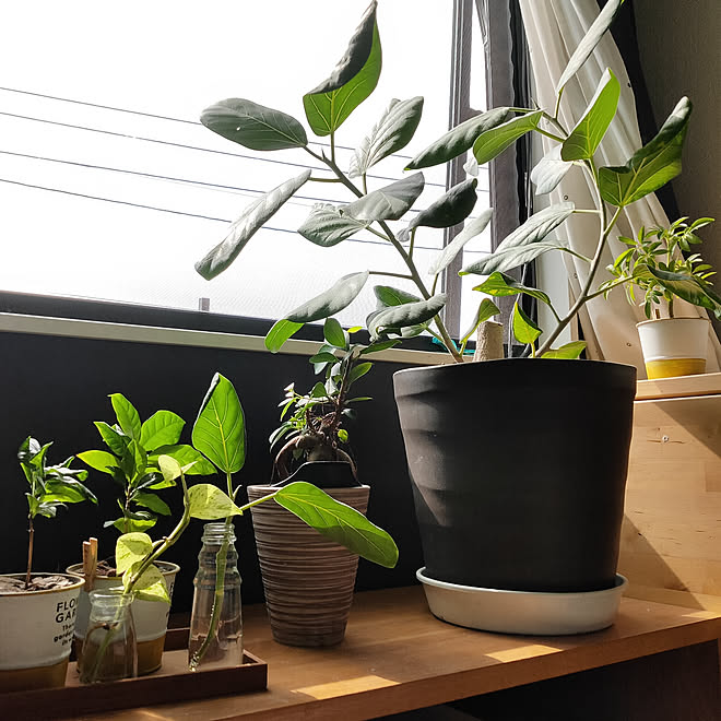 部屋全体 Ikea 無印良品 観葉植物のインテリア実例 06 08 08 22 34 Roomclip ルームクリップ