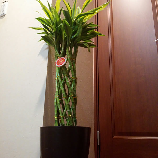 玄関 入り口 楽天で買ったもの 花のアリマツ ミリオンバンブー Rc の出会いに感謝 などのインテリア実例 18 02 02 16 13 08 Roomclip ルームクリップ