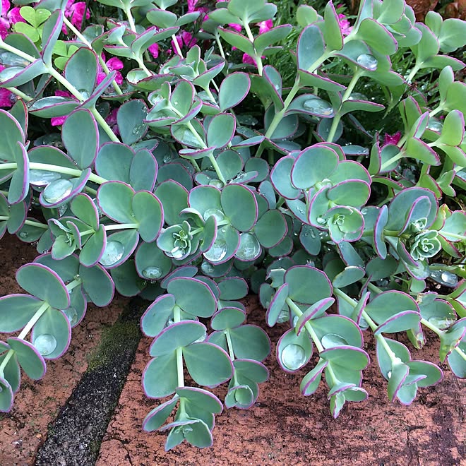地植えしても毎年咲いてくれるの ミセバヤ 玄関 入り口 多肉植物 ピンクの花が咲きます などのインテリア実例 17 05 10 15 14 50 Roomclip ルームクリップ 地植えしても毎年咲いてくれるの ミセバヤ 玄関 入り口 多肉植物 ピンクの花が咲きます などのインテリア実例 17 05 10 15 14 50 Roomclip ルームクリップ