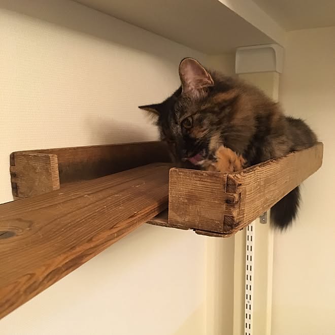 棚/猫ベッドDIY/麺箱/猫/ねこ&hellip;などのインテリア実例 20161105 210134 ｜ RoomClip（ルームクリップ）