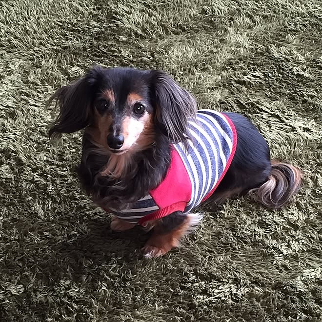 リビング ブラックタン カニンヘンダックスフンド 北欧 ミニチュアダックスフンド などのインテリア実例 16 08 11 21 06 46 Roomclip ルームクリップ