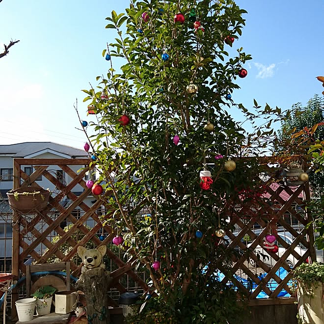 リビング 庭 金木犀 クリスマスツリーのインテリア実例 16 12 09 09 59 46 Roomclip ルームクリップ