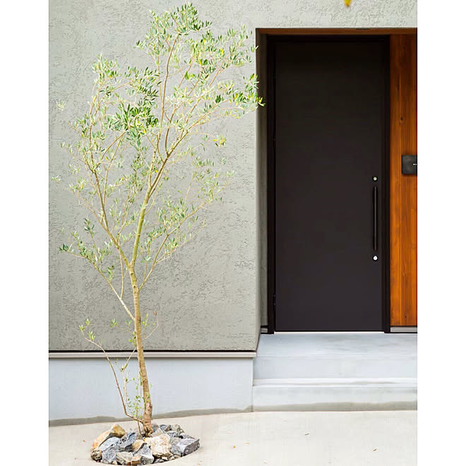 モライオロ シンボルツリー シンボルツリーはオリーブ オリーブの木 玄関 入り口のインテリア実例 11 17 17 35 29 Roomclip ルームクリップ