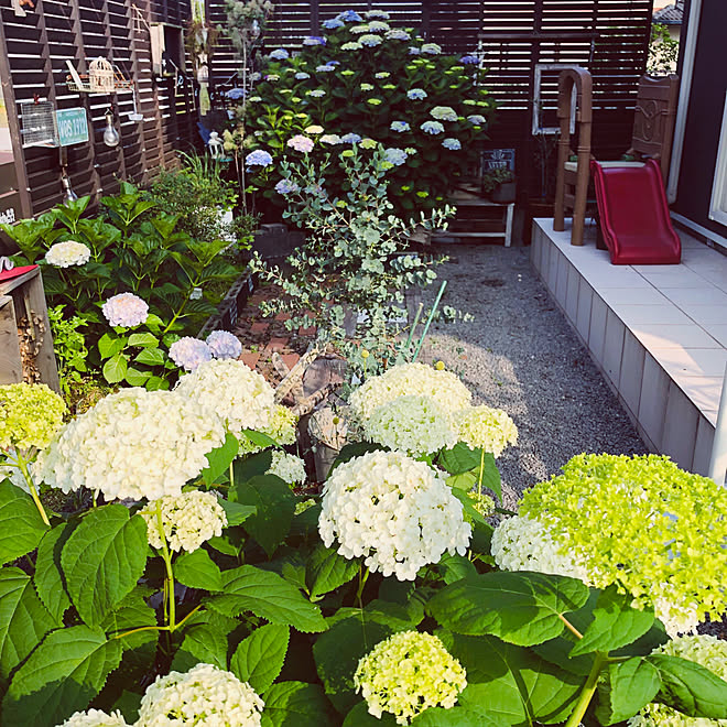 寄せ植え/花のある暮らし/グラスペディア/ハンドメイド/ユーカリ...などのインテリア実例 - 2019-06-06 21:53:37