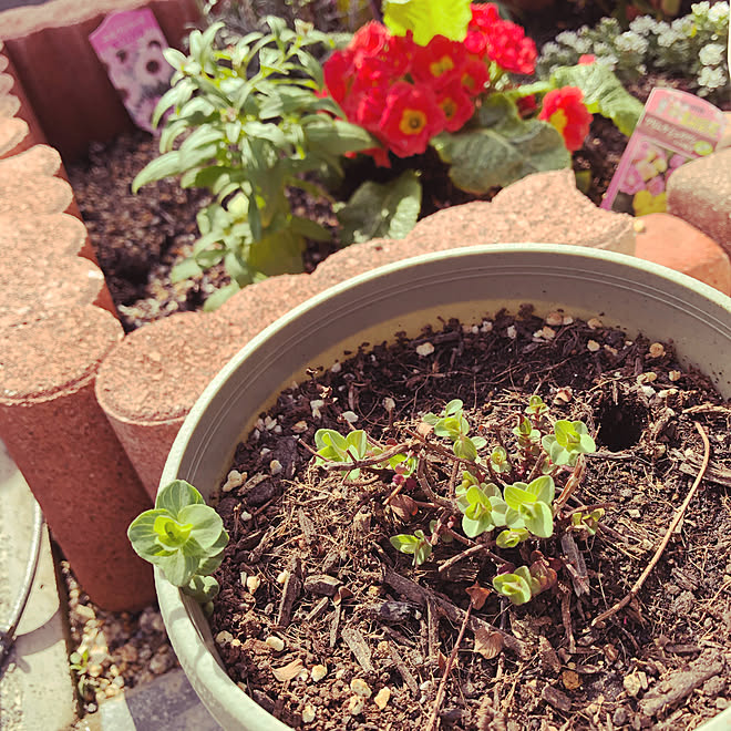 ガーデニング 玄関アプローチ 鉢植え 花壇 オレガノケントビューティー などのインテリア実例 03 29 15 28 31 Roomclip ルームクリップ