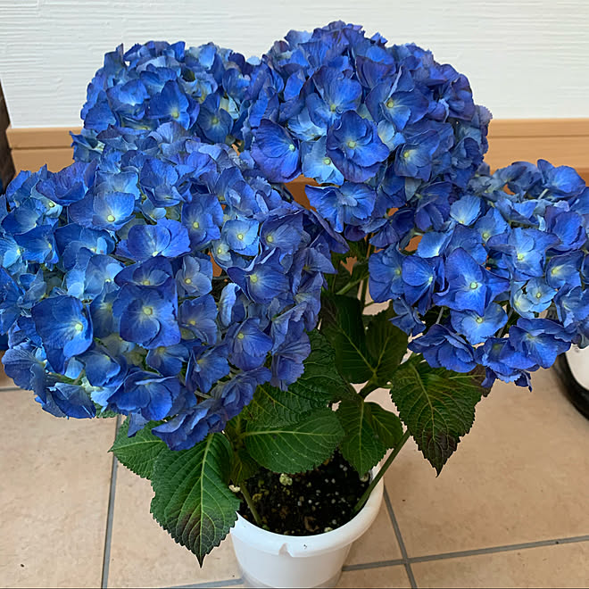 ハイドランジア ブルーアース ハイドランジア 植物のある暮らし 花のある生活 お花 などのインテリア実例 21 06 15 08 15 29 Roomclip ルームクリップ