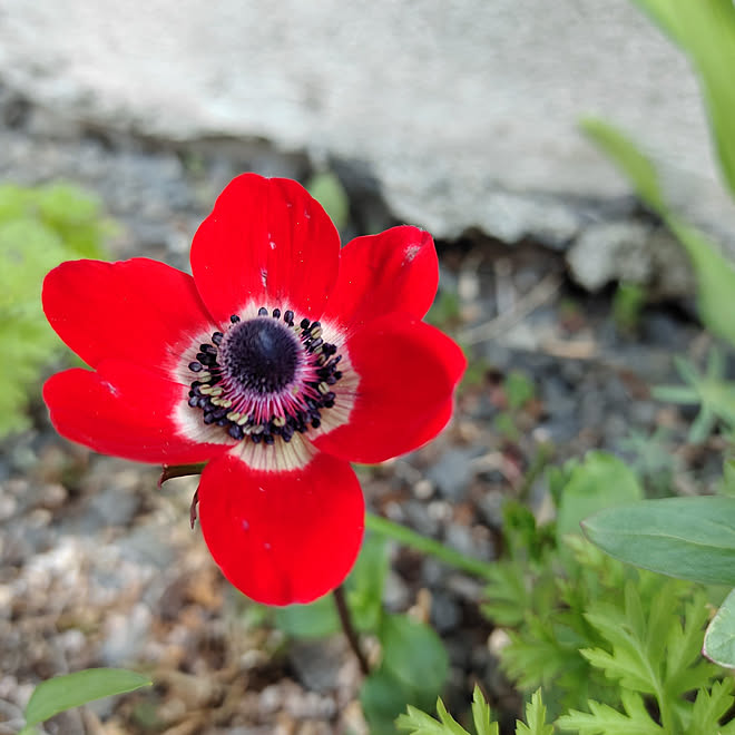 部屋全体 北海道 アネモネの花 赤いアネモネ のインテリア実例 22 05 11 11 26 22 Roomclip ルームクリップ